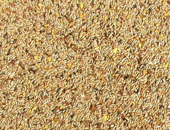 Abba 3700 Canary Seed