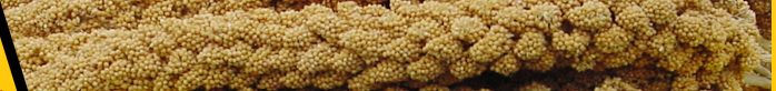 California Golden Spray Millet