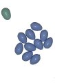Plastic Finch - Canary Eggs Blue 10 Pack