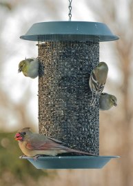 Audubon Plastic Magnum® Sunflower Screen Feeder