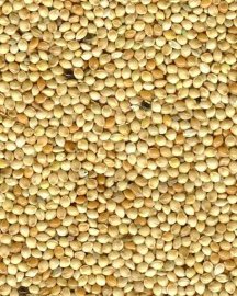 White Millet Seed