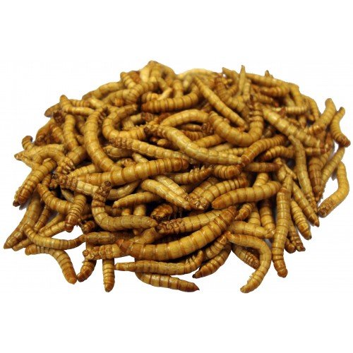 FM Browns Garden Chic!® Mealworms