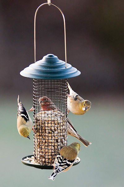 Audubon Mini Magnum® Sunflower Screen Feeder