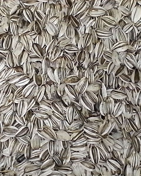 California Grey Striped Sunflower Seed