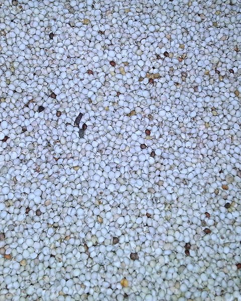 White Perilla Seed