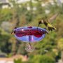 Droll Yankees Ruby Sipper Window Hummingbird Feeder