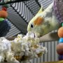 Vitakraft Mini-Pop Corn Bird Food