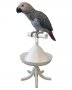 The Percher Universal Perch and Stand